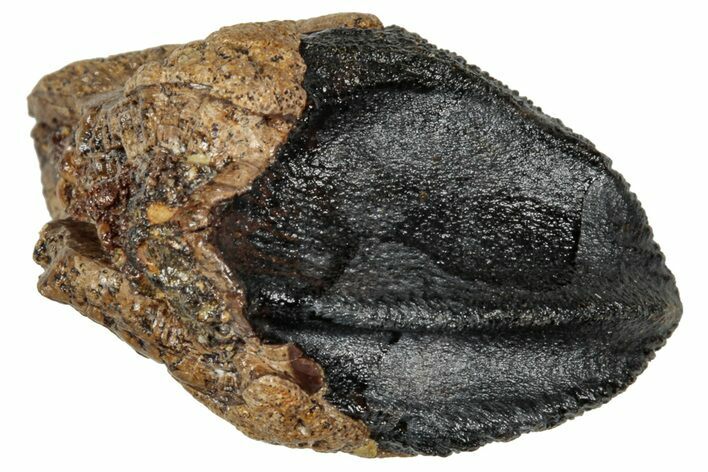 Pristine, Unworn Fossil Dinosaur (Triceratops) Crown - Wyoming #358218